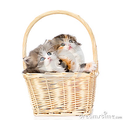 Two little scottish kittens sitting in basket and looking up. isolated on white Stock Photo
