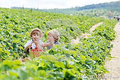 Two little sibling boys on strawberry farm in summer Stock Photo