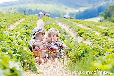 Two little sibling kids boys having fun on strawberry farm in summer. Children, cute twins eating healthy organic food Stock Photo