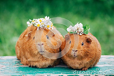 Two little sweaty guinea pigs Stock Photo