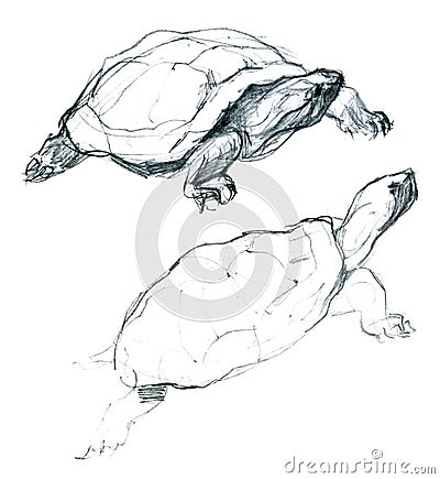 Two little turtles pencil artistic sketch Stock Photo
