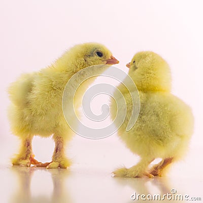 Two little yellow chicken on a white background. One chick tries to kiss another. A square picture. Stock Photo