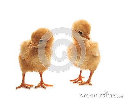 Two of little yellow kid chick standing on white Stock Photo