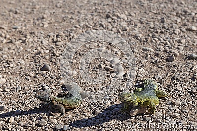 Two lizard lacertilia on stony desert, in the Sahara desert, Morocco Stock Photo