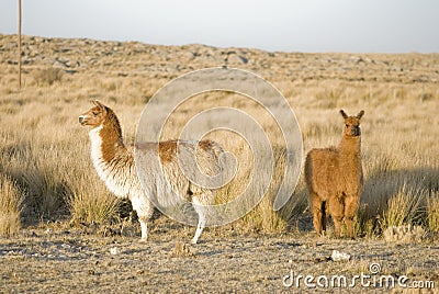 Two Llamas Stock Photo