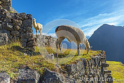 Two llamas in Machu Picchu, Cusco, Peru Stock Photo