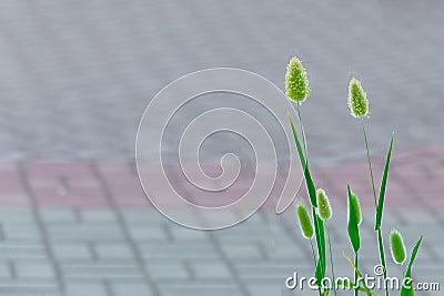 Two lonely cereal plants. Stock Photo