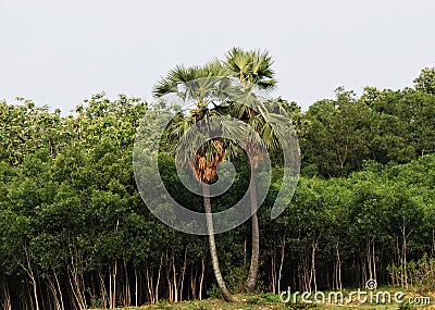 Two long palm trees before a natural forest or jungle. Stock Photo