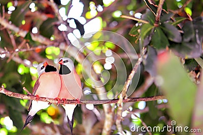 Two Long-tailed finch birds Stock Photo