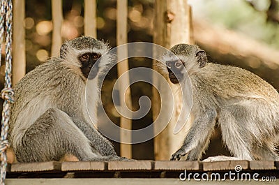 Two Monkey Friends Sitting on a Ledge Stock Photo