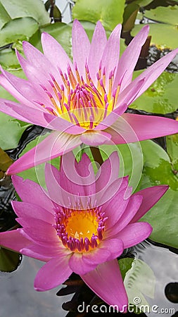 Two Lotus flower Stock Photo