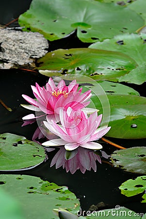 Two lotus flowers Stock Photo