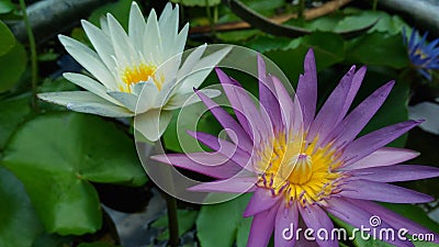 Two lotuses in the well Stock Photo