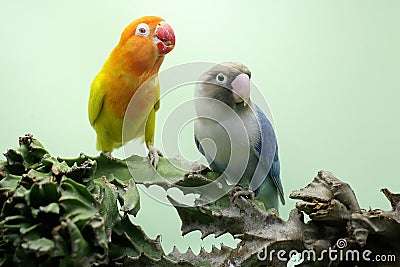 Two lovebirds are perched on a cactus tree. Stock Photo
