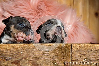 Two lovely American looking up hopefully Stock Photo