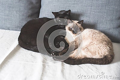 Two lovely cats resting together Stock Photo