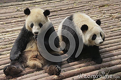 Two lovely giant pandas playing Stock Photo