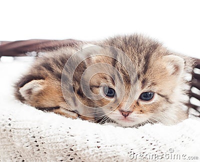 Two lovely kittens Stock Photo