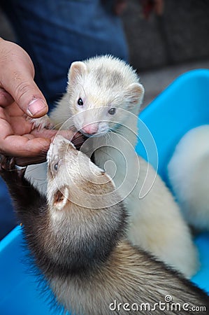 Two Lovely Martens Stock Photo