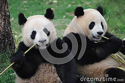 Two lovely pandas eating bamboo Stock Photo