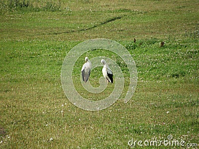 Two lovely storks take cear about Stock Photo