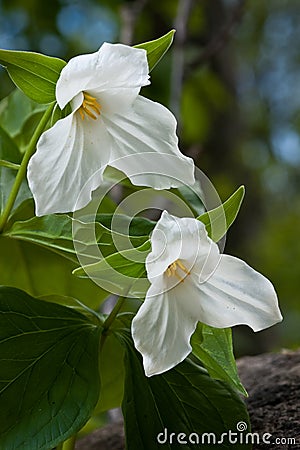 Two lovely white Trillium flowers on the forest floor Stock Photo