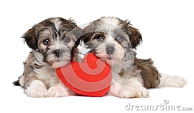 Two lover Valentine Havanese puppies Stock Photo