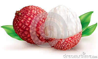 Two Lychee fruits Vector Illustration