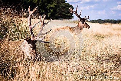 Two lying deers in a grass having rest in summer Stock Photo