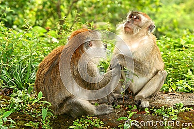 Two Macaques Stock Photo