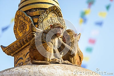 Two macaques on top of chorten Stock Photo