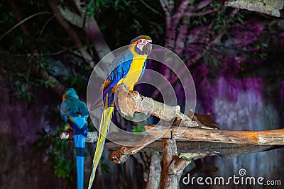 Two Macaw in Chiang Mai Night Safari Stock Photo