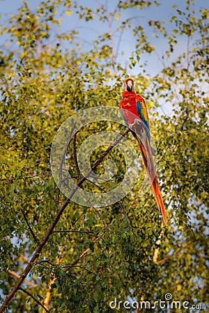 Two macaw parrots caught in flight Stock Photo