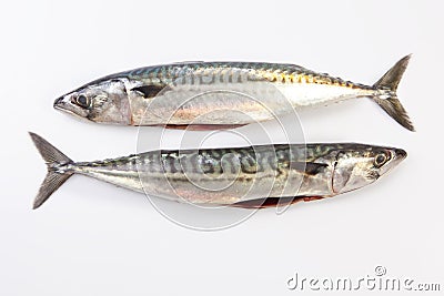 Two Mackerel fish Stock Photo