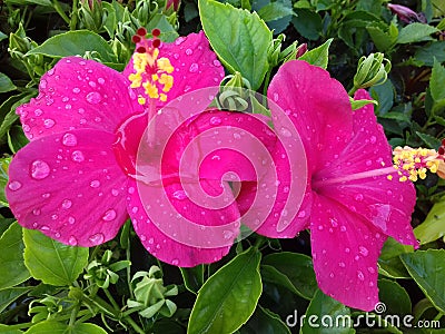 Two magenta hibiscus flowers with water droplets Stock Photo