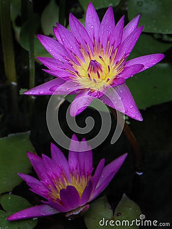 Two Magenta Water Lilly with Rain Drops. Stock Photo