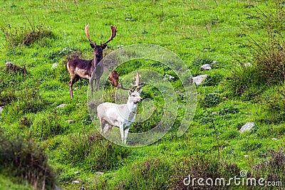 Two magnificent deer with huge horns Stock Photo
