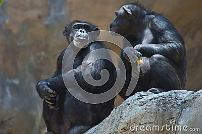 Two Mahale Mountains Chimpanzees at LA Zoo on rock one chimp with wounded arm gives side eye Stock Photo