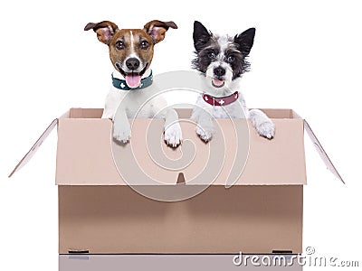 Two mail dogs Stock Photo