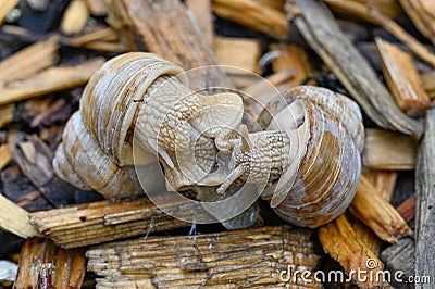 Two maiting Roman snails Gastropoda Helix pomatia Stock Photo