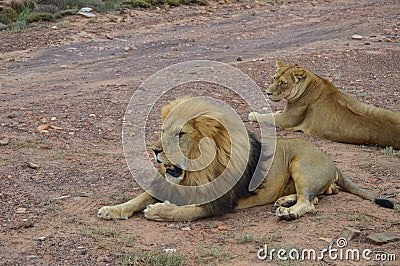 Two majestic African lions resting on a dirt ground. Stock Photo