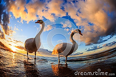 Two majestic swans standing in the tranquil ocean waters with a sunrise in the background Stock Photo