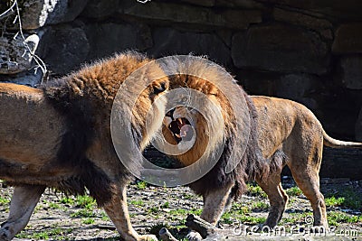 Two male African lions fight and roar in zoo Stock Photo