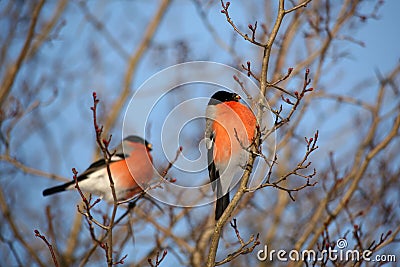 Two male Bullfinch on a branch feeding on buds in winter Stock Photo