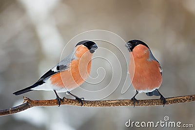 Two male bullfinch on a tree branch in the Park Stock Photo