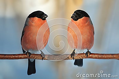 Two male bullfinch Stock Photo