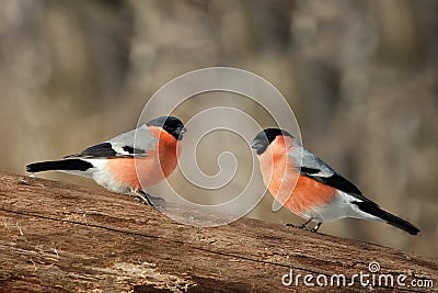 Two male bullfinch Stock Photo