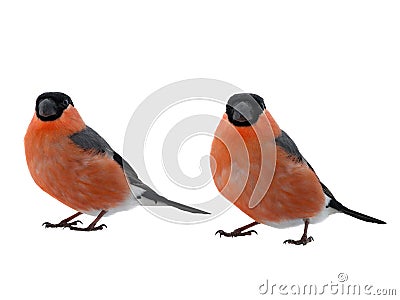 Two male bullfinch on a white Stock Photo