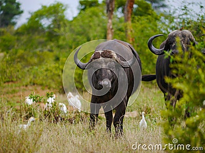 Two male Cape buffalo approaching in Kruger Nationalpark Stock Photo