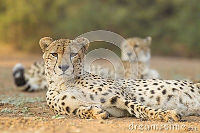 Two male Cheetah (Acinonyx jubatus) South Africa Stock Photo